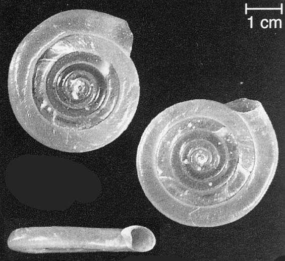 Basommatophora - spodnoocí Čeleď: Planorbidae - okružákovití