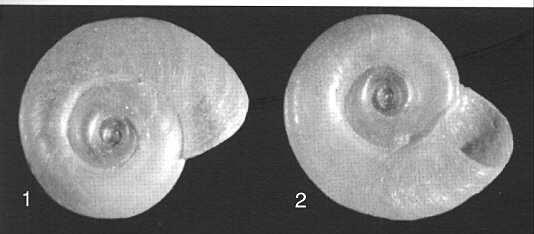 Basommatophora - spodnoocí Čeleď: Planorbidae -