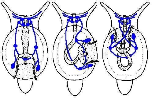 Prosobranchia - předožábří bazální parafyletická skupina (jednotlivé linie se oddělují postupně) žábry v předníčásti plášťové dutiny (před srdcem), při stáčení se