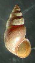 Předožábří - Prosobranchia Čeleď: Hydrobiidae -