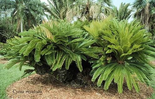 Řád: Cycadales cykasy Čeleď: Cycadaceae cykasovité Cycas revoluta