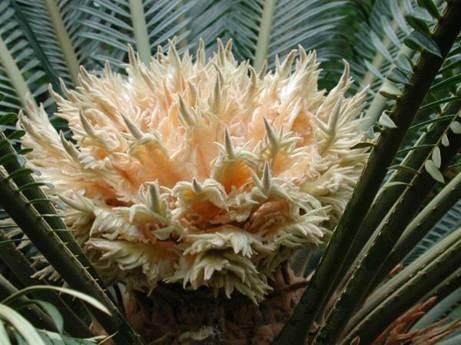 cykasovité Cycas revoluta