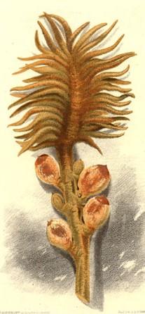 mikrostrobilus