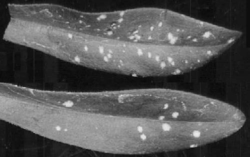 Carnation mottle virus