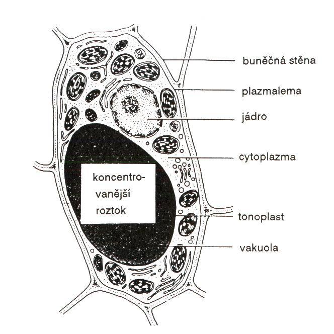 1. osmóza hydrostatický tlak