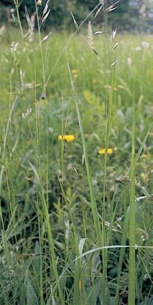 Zlínsko 3 K v znaãn m a ohroïen m druhûm v NPR âertoryje patfií plevnatec lesostepní (Danthonia alpina). Prstnatec bezov (Dactylorhiza sambucina), detail kvûtu.