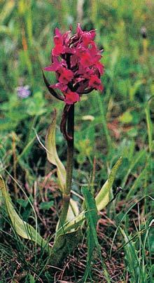omanu vrbolistého (Inula salicina). Na teplomilné louky ãasto navazují lemy. Lemová spoleãenstva jsou nezfiídka rozpt lena v kvûtnat ch loukách, pfiedev ím kolem solitérních stromû.