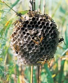 Zlínsko Vosík obecn (Polistes nimpha).