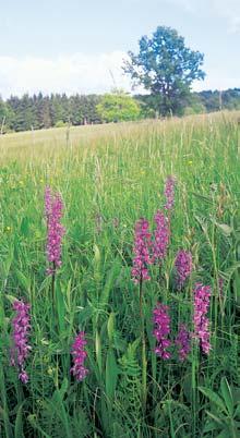 Zlínsko Bûlokarpatské orchidejové louky. Bafiiãka bahenní (Triglochin palustre).