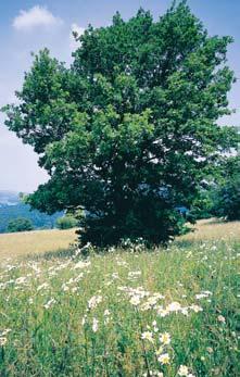 p kfiehk (Anguis fragilis). Z drobn ch savcû zasluhuje pozornost pfiedev ím v skyt rejska horského (Sorex alpinus).