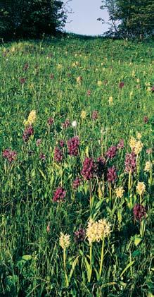 Zlínsko POTENCIÁLNÍ P IROZENÁ VEGETACE Porost prstnatce bezového (Dactylorhiza sambucina) v PR Ve Vlãí. 48 BK 6 oxidem uhliãit m a souãasnû obohaceny stopov mi prvky.