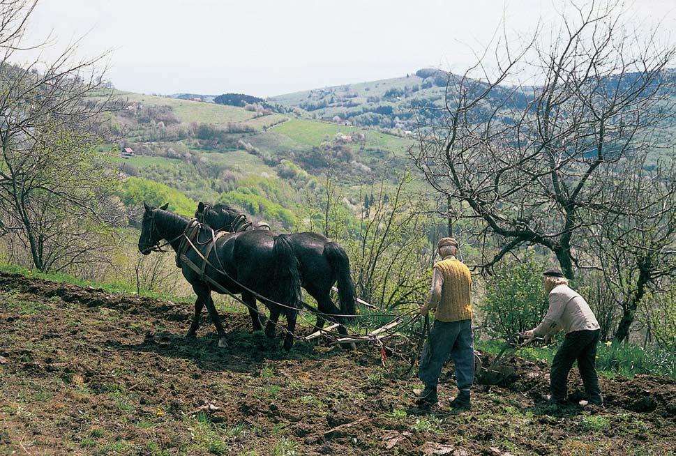 CHKO Bílé Karpaty a tûrkovitou pfiímûsí vytvofiil pseudoglej typick (primární).