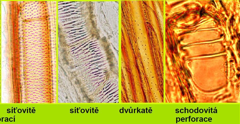 Primární a sekundární vodivá pletiva Tracheary Elements http://www.botanika.