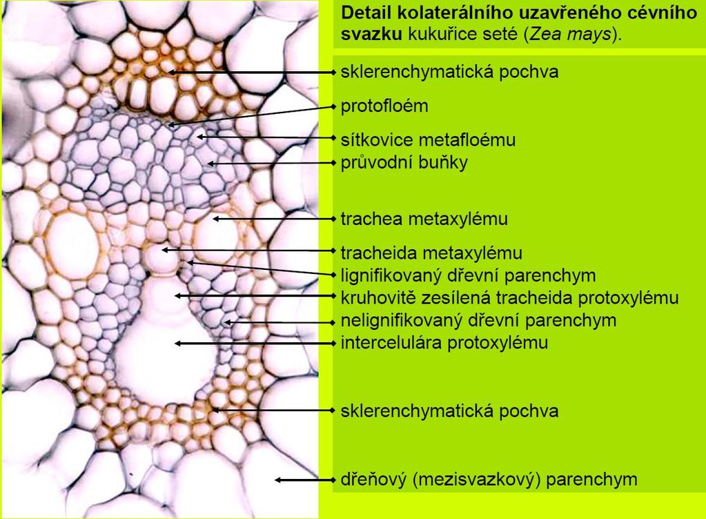 TYPY CÉVNÍCH SVAZKŮ http://www.