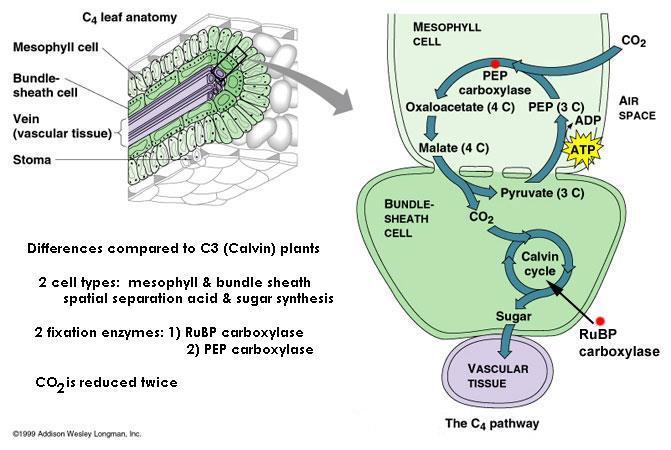 Fotosyntetická fixace CO 2 u C3 a C4 rostlin C4 plants differ from C3