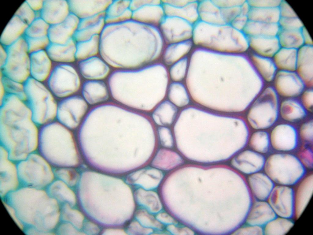 xylem