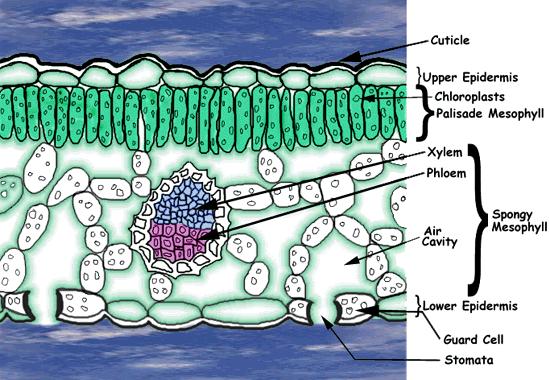 Water diffuse out Symplast,