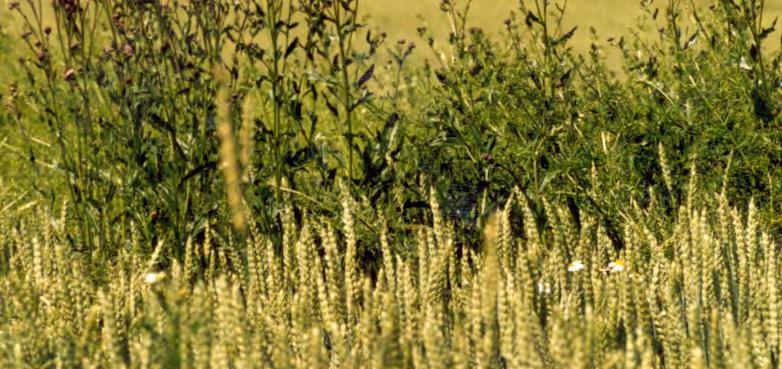 Systémovû pûsobící postemergentní herbicidy jsou pfiijímány vytrval mi plevely pfies listy a následnû jsou translokovány z listû do kofienového systému.