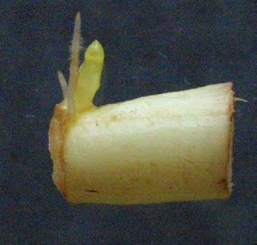 1 cm 1 2 cm Prostorové rozmístění kořenového systému pcháče rolního v modelových pokusech Vegetativní rozmnoïování: Tento zpûsob rozmnoïování pfievládá pfiedev ím na orné pûdû, která