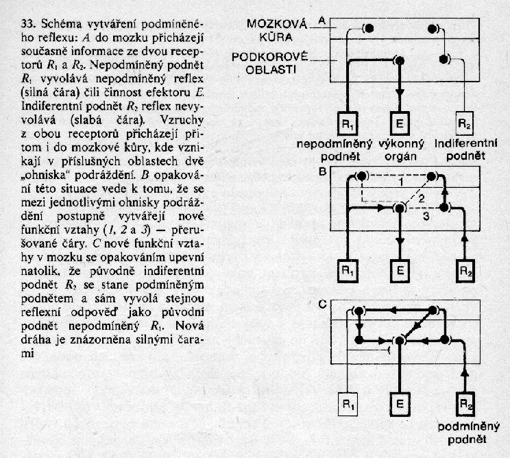 Obecná biologie Při výběru učiva je kladen důraz na obecné a charakteristické vlastnosti organismů a procesy v nich probíhající. V tomto duchu byly psány některé učebnice z 80.