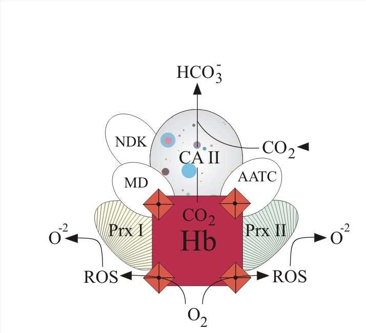 Hb hemoglobin (α, β1, β2, δ chains) Prx I peroxiredoxin I Prx II peroxiredoxin II CA II carbonic anhydrase