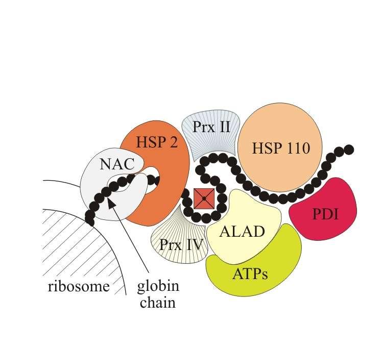 Prx II peroxiredoxin II Prx IV peroxiredoxin IV NAC Nascent polypeptideassociated complex HSP 2 heat shock protein 2 HSP 110