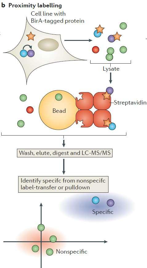 Proximity labeling (BioID) Protein zájmu je exprimován jako fuzní protein s biotin ligázou která v přítomnosti biotinu označí