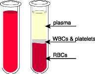 Krevní plazma a sérum Dosud spolehlivě identifikováno zhruba 3500 bílkovin Extrémní rozdíly v