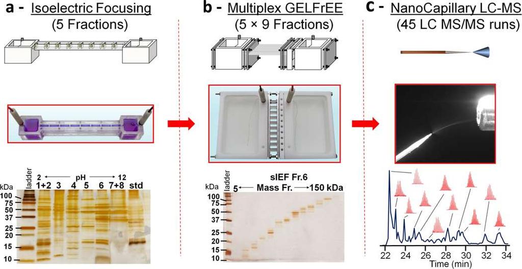 TOP-DOWN identifikace cca 1000 proteinů/3000 proteoforem Mapping intact protein isoforms in discovery modeusing