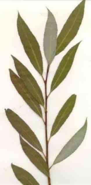 Salix