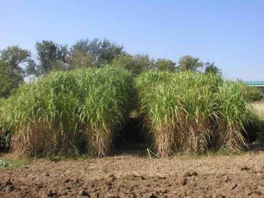 Ozdobnice (Miscanthus giganteus)