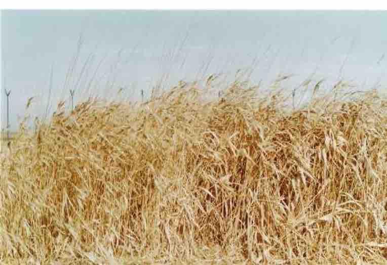 nenáročná plodina biomasa z letní sklizně využitelná pro