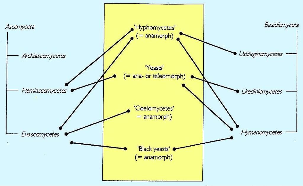 Vzájemné vztahy biologických (fylogenetických) skupin Ascomycota a Basidiomycota a umělých skupin