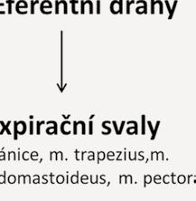 KLASIFIKACE DLE SYMPTOMATOLOGIE Suchý, dráždivý bez produkce hlenu překrvená sliznice, otok může přecházet v produktivní provází počáteční stadia bronchitidy, astma, alergie může být projevem