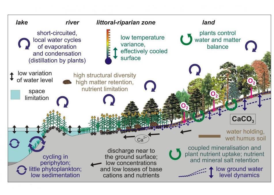 vodní prostředí krátký koloběh vody malé kolísání vodní hladiny limitace prostorem pobřežní zóna vysoká diverzita prostředí; vysoká retence živin, limitace živinami v prostředí nasyceném vodou jsou