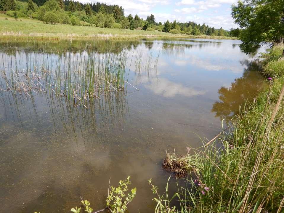 BIODIVERZITA ROSTLINY BEZOBRATLÍ OBOJŽIVELNÍCI VODNÍ PTÁCI (potápky!