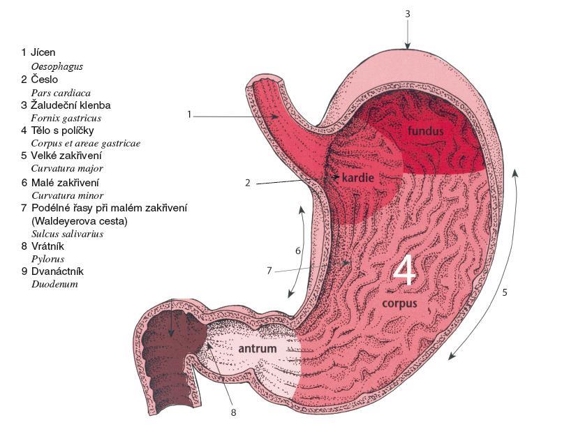 Anatomie žaludku ČIHÁK, Radomír. Anatomie.