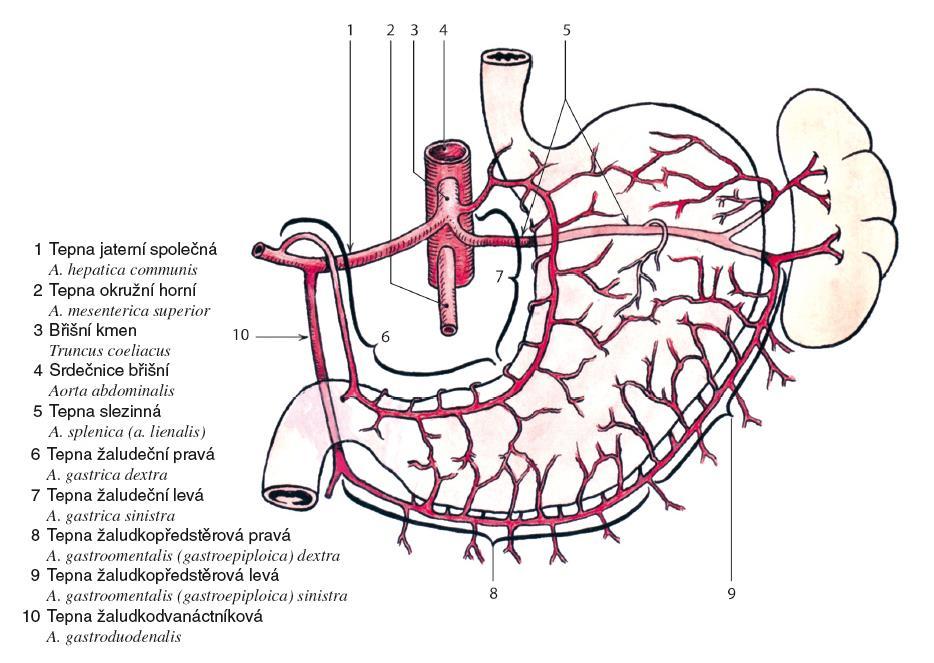 Anatomie žaludku ČIHÁK, Radomír. Anatomie.