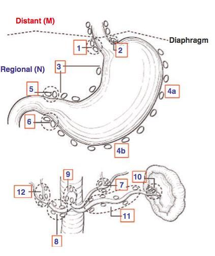 Anatomie žaludku DOURIDAS, Gerassimos N. a Stefanos K. PIERRAKAKIS. Is There Any Role for D3 Lymphadenectomy in Gastric Cancer?. Frontiers in Surgery [online].