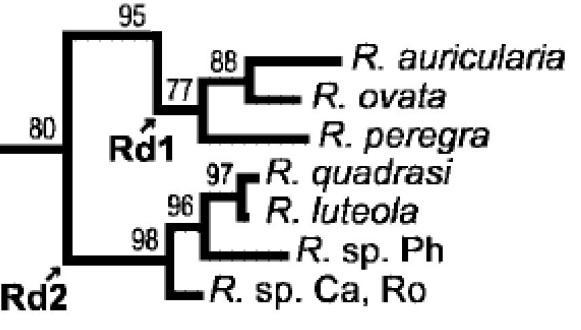 Pfenninger a kol. (2006) sekvenováním mitochondriálního genu pro cytochrom c oxidázu I (COI) rozdělili rod Radix do 5 skupin (viz výše).