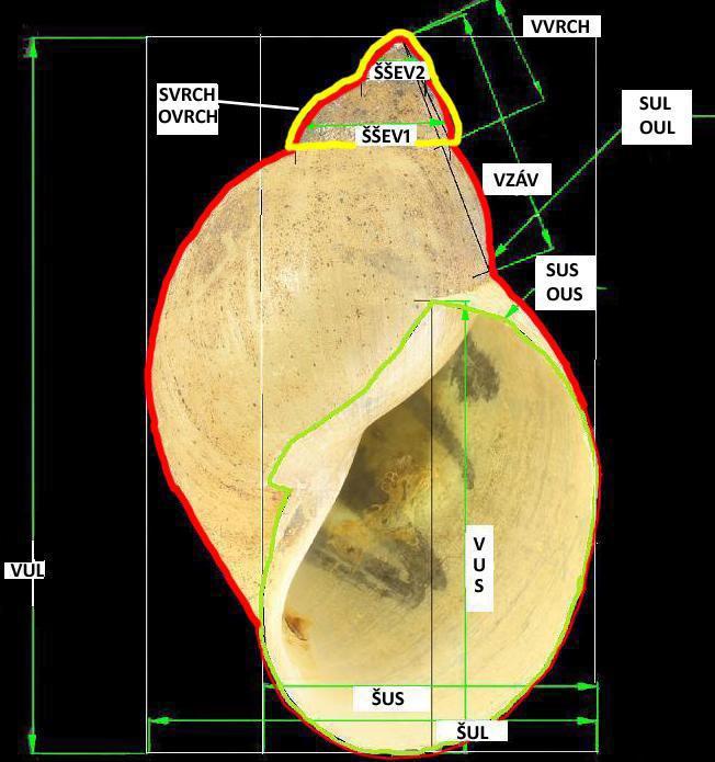 Obr. 3. 13: Ulita R. labiata a Označení sledovaných znaků Vysvětlivky: VUL výška ulity, ŠUL šířka ulity, VUS výška ústí, ŠUS šířka ústí, ŠŠEV1 šířka 2. švu, ŠŠEV2 šířka 3.