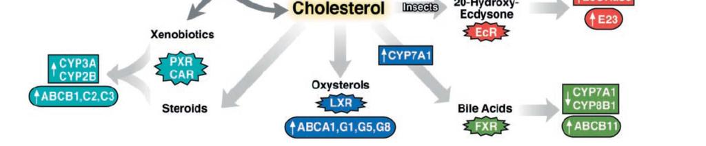 Metabolické dráhy zajišťující syntézu a eliminaci