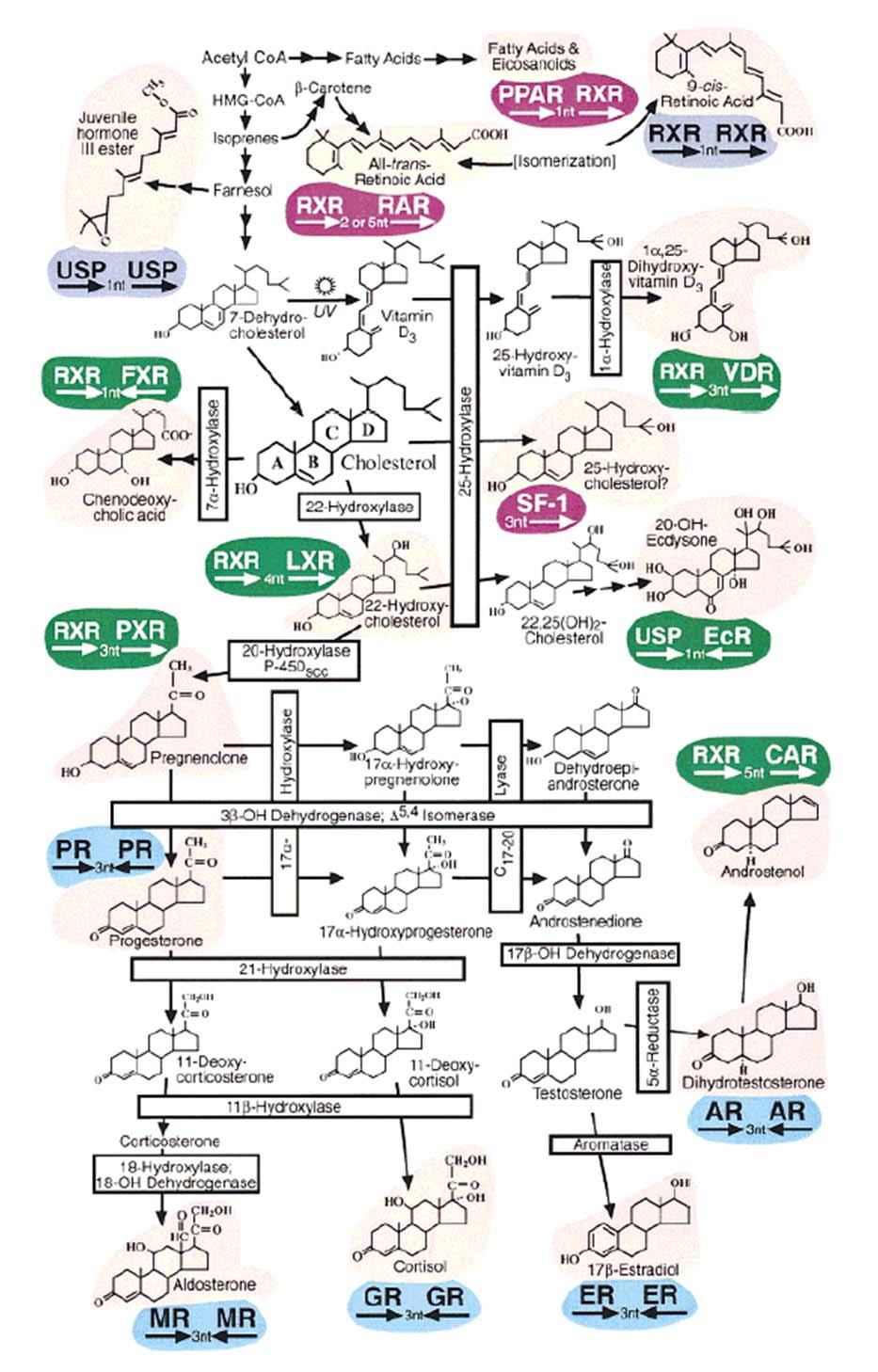 TRENDS in Endocrinology & Metabolism 12: 460