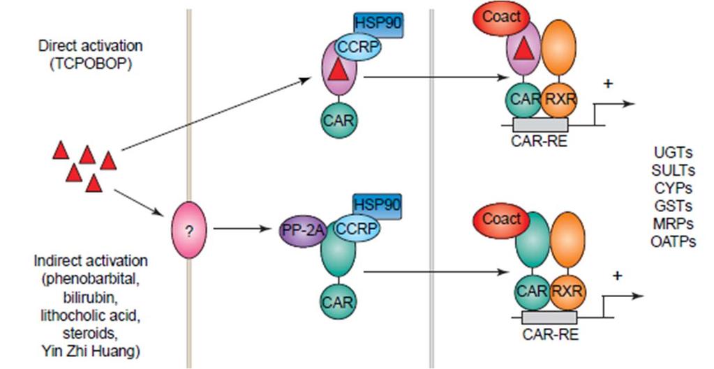 Aktivace CAR v inaktivním stavu je CAR v cytoplazmě navázán na CAR cytoplasmic retention protein (CCRP) a heat shock protein 90 (HSP90); CAR může být aktivován přímo, vazbou ligandu (TCPOBOP) nebo