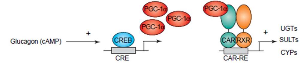 protein fosfatáza 2A (PP-2A); po aktivaci je CAR translokován do jádra kde se vážena CAR-respozívní elementy (CAR-RE/PBREM) v regulačních oblastech genů kontrolujících metabolismus xenobiotik,