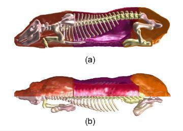 Atlas prasete Vytvoření atlasu prasete pro in vivo