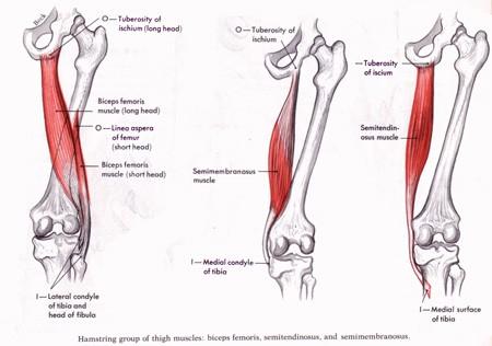 hamstringy Provedení: 1. biceps fem.