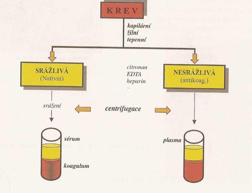 2 SOUČASNÝ STAV 2.1 Krev Krev rozdělujeme na srážlivou a nesrážlivou.