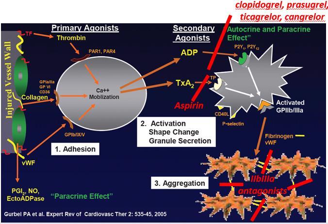 Obrázek 6 Působení protidestičkové léčby (23) Tabulka 1 Inhibitory krevních destiček (24) Látka Mechanismus Klinické užití Poločas Metabolizmus K.