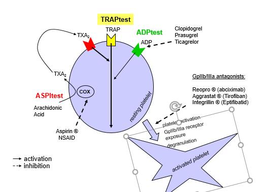 COL test (agregace po indukci kolagenem); vwf: RISTO test (agregace po indukci ristocetinem). Obrázek 17 Multiplate - testy (27) 4.